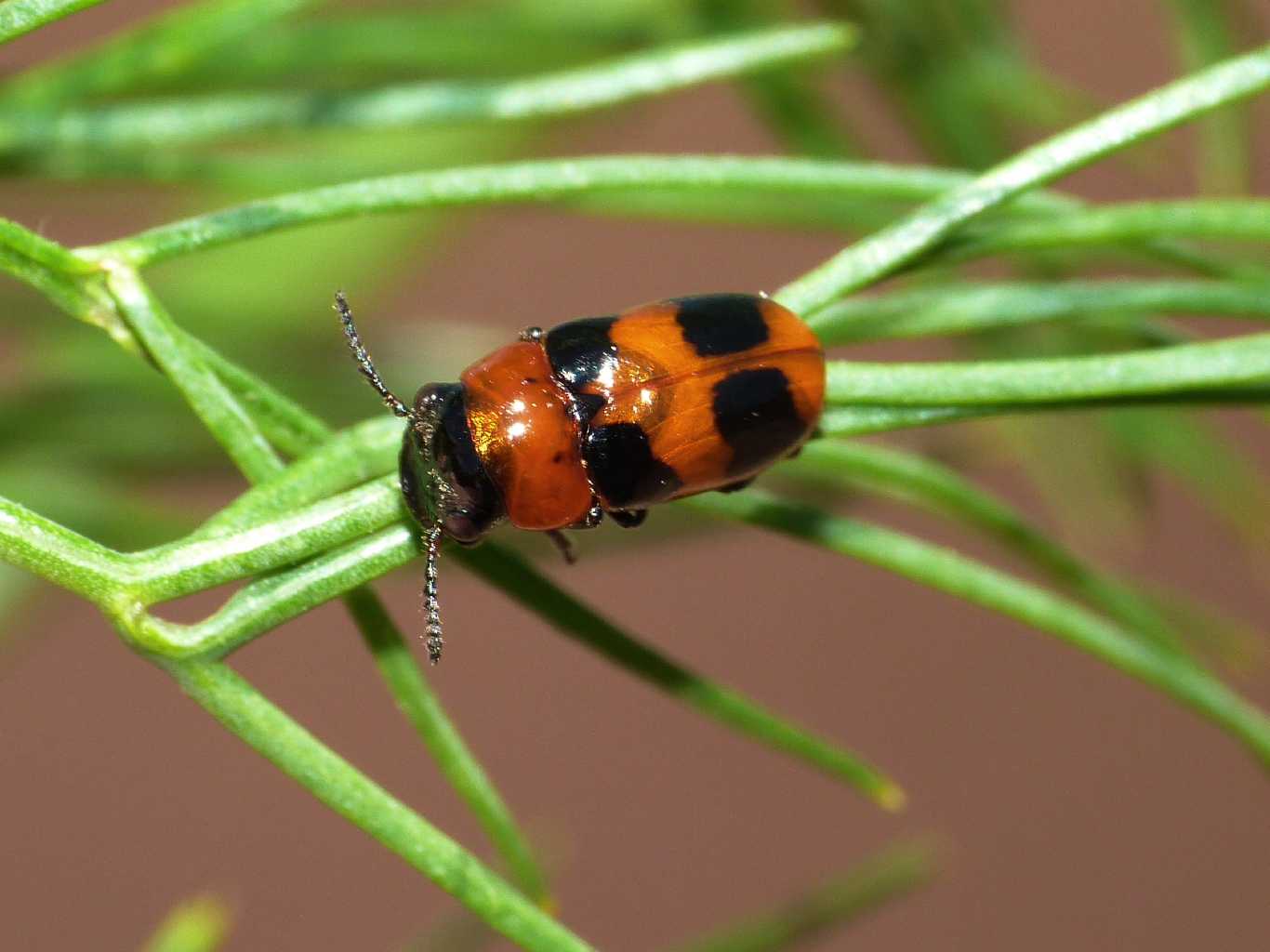 Coptocephala scopolina (maschio?)